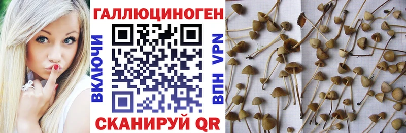 Купить где  Симферополь  Псилоцибиновые грибы мицелий 